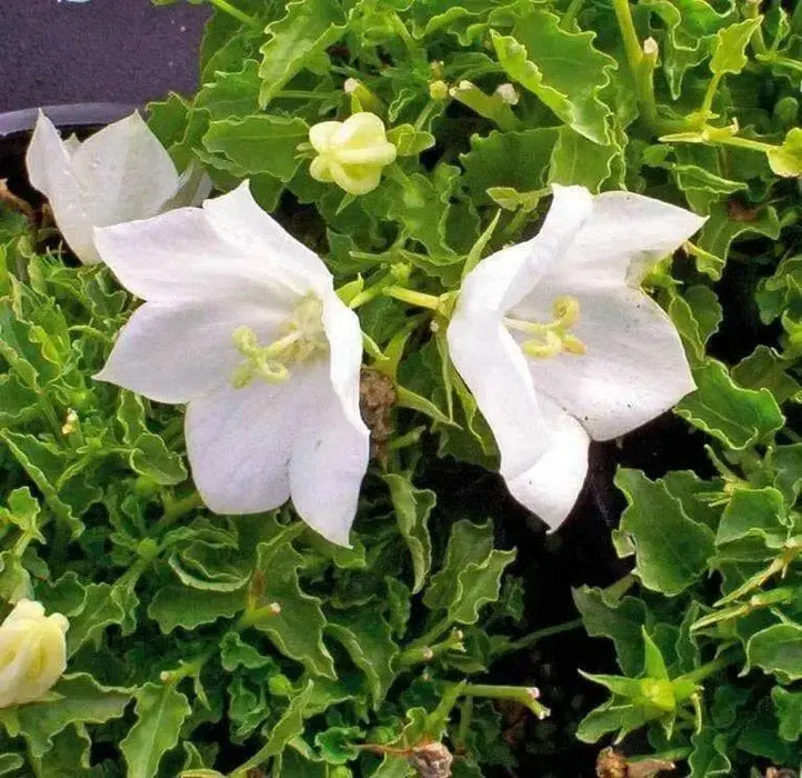 White Bellflower SEEDS, Campanula carpatica alba - Caribbean garden seed