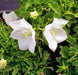 White Bellflower SEEDS, Campanula carpatica alba - Caribbean garden seed