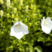 White Bellflower SEEDS, Campanula carpatica alba - Caribbean garden seed