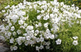 White Bellflower SEEDS, Campanula carpatica alba - Caribbean garden seed