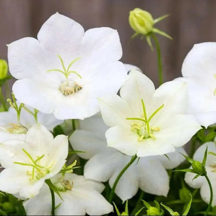 White Bellflower SEEDS, Campanula carpatica alba - Caribbean garden seed