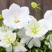 White Bellflower SEEDS, Campanula carpatica alba - Caribbean garden seed