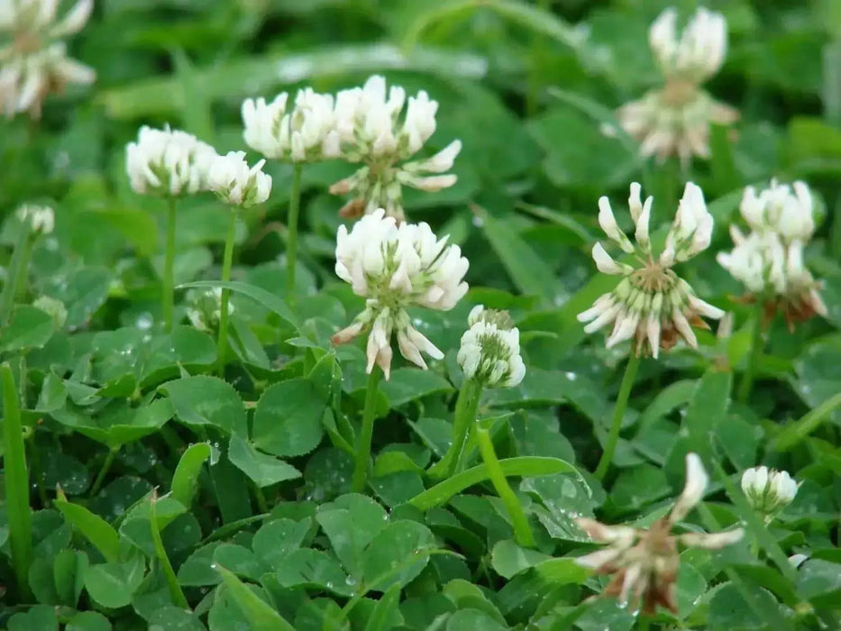 White Dutch Clover Seeds,Lawn alternative,Cover crop ,Ground cover,Erosion control ! - Caribbean garden seed
