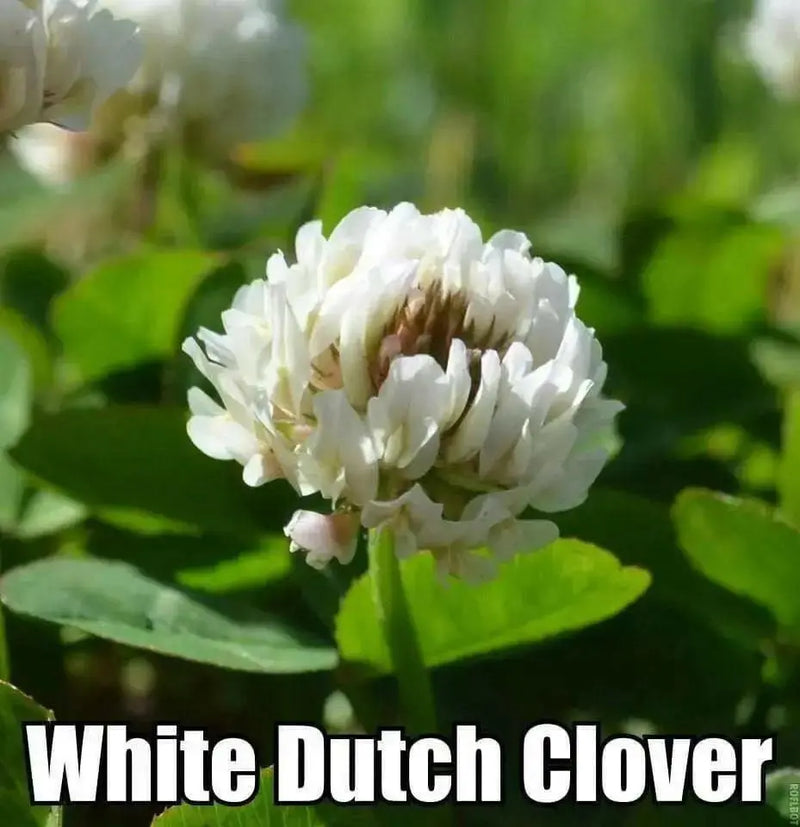 White Dutch Clover Seeds,Lawn alternative,Cover crop ,Ground cover,Erosion control ! - Caribbean garden seed