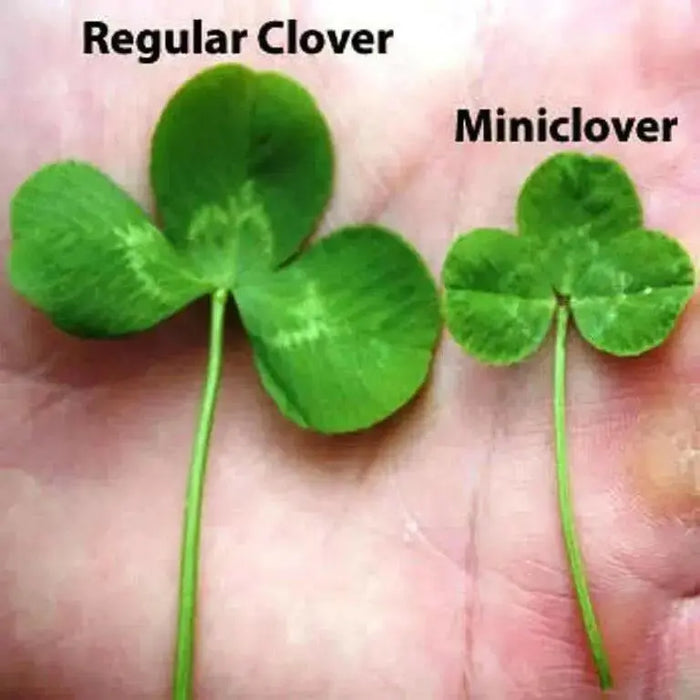 White Dutch Clover Seeds,Lawn alternative,Cover crop ,Ground cover,Erosion control ! - Caribbean garden seed