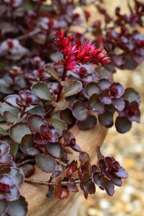 Voodoo Stonecrop Seeds,(Sedum Spurium) Succulent,Groundcover - Caribbean garden seed