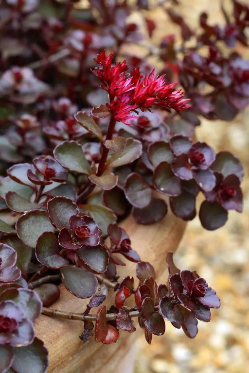 Voodoo Stonecrop Seeds,(Sedum Spurium) Succulent,Groundcover - Caribbean garden seed