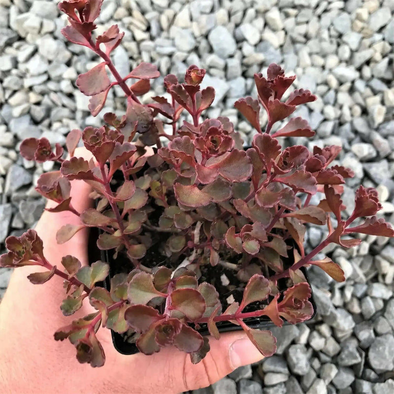 Voodoo Stonecrop Seeds,(Sedum Spurium) Succulent,Groundcover - Caribbean garden seed