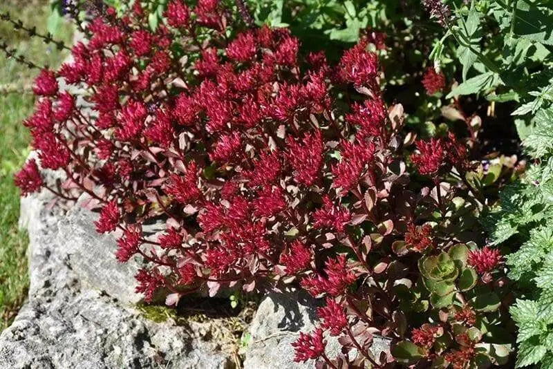 Voodoo Stonecrop Seeds,(Sedum Spurium) Succulent,Groundcover - Caribbean garden seed