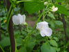 White Emergo ,Runner Bean SEEDS' - Caribbean garden seed