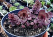 Voodoo Stonecrop Seeds,(Sedum Spurium) Succulent,Groundcover - Caribbean garden seed