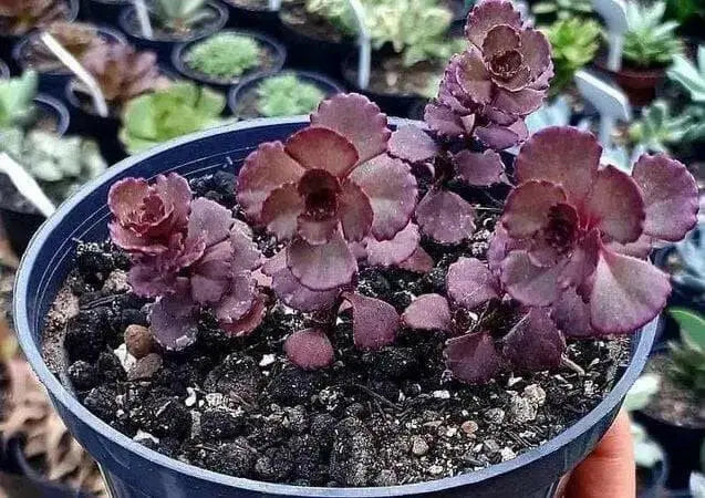 Voodoo Stonecrop Seeds,(Sedum Spurium) Succulent,Groundcover - Caribbean garden seed