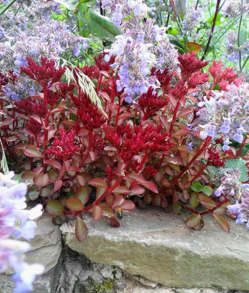 Voodoo Stonecrop Seeds,(Sedum Spurium) Succulent,Groundcover - Caribbean garden seed