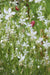 White  Gaura.Flowers Seed, (Gaura Lindheimeri) Perennial - Caribbean garden seed