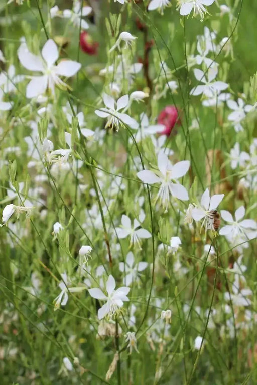 White  Gaura.Flowers Seed, (Gaura Lindheimeri) Perennial - Caribbean garden seed
