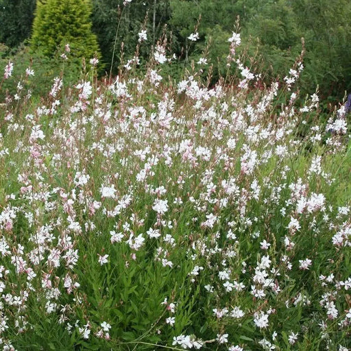 White  Gaura.Flowers Seed, (Gaura Lindheimeri) Perennial - Caribbean garden seed