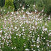 White  Gaura.Flowers Seed, (Gaura Lindheimeri) Perennial - Caribbean garden seed
