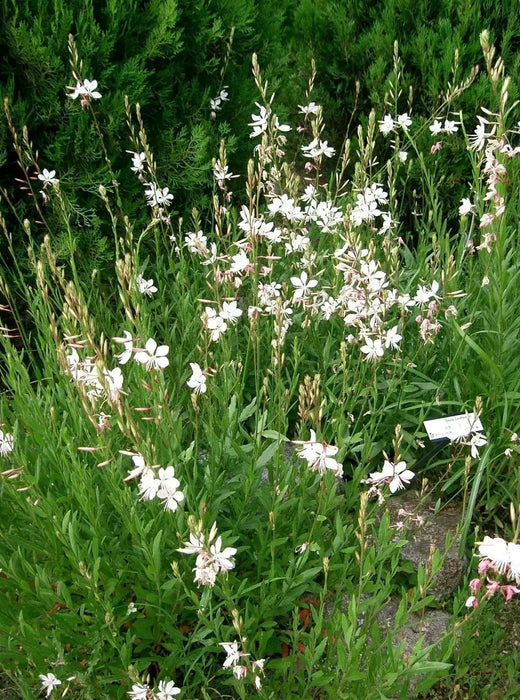 White  Gaura.Flowers Seed, (Gaura Lindheimeri) Perennial - Caribbean garden seed