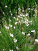 White  Gaura.Flowers Seed, (Gaura Lindheimeri) Perennial - Caribbean garden seed