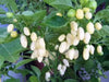 White Habanero Pepper Seeds (capsicum chinense) - Caribbean garden seed
