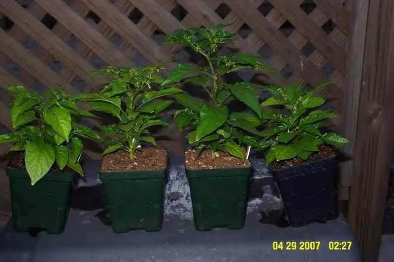 White Habanero Pepper Seeds (capsicum chinense) - Caribbean garden seed