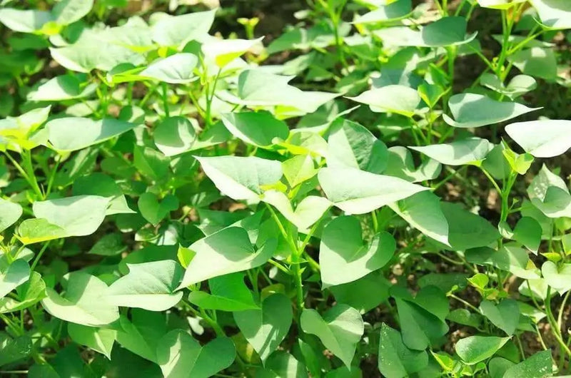 White Bonita Sweet Potato Plants/Slips - Caribbean garden seed
