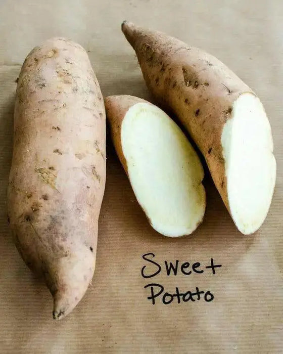 White Bonita Sweet Potato Plants/Slips - Caribbean garden seed