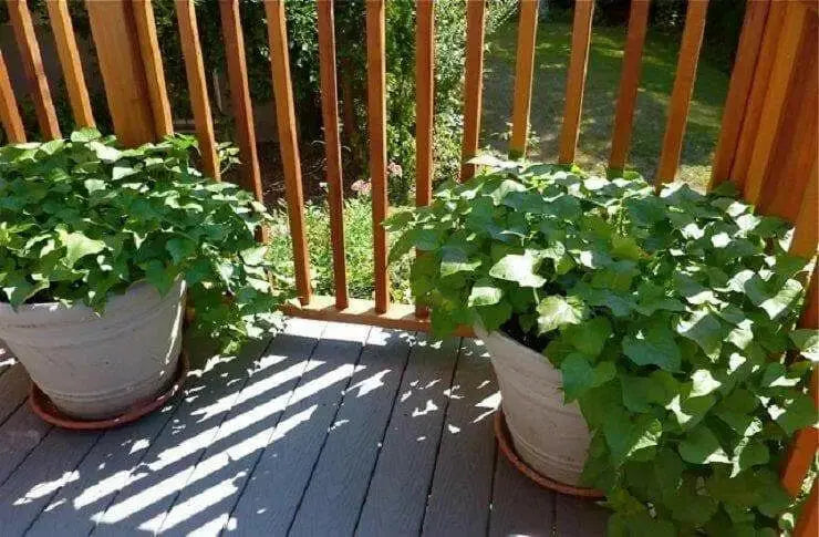 White Bonita Sweet Potato Plants/Slips - Caribbean garden seed