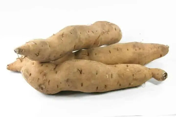 White Bonita Sweet Potato Plants/Slips - Caribbean garden seed