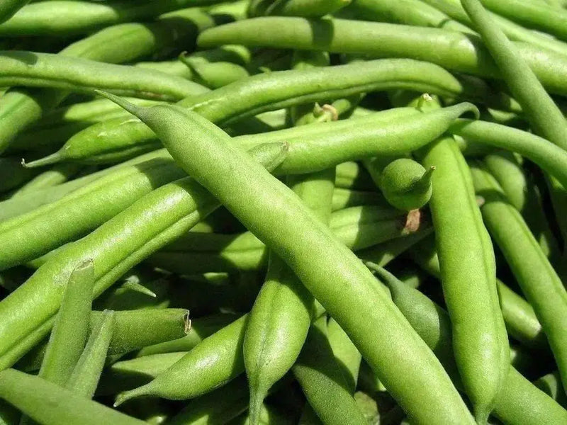 White Half Runner Bean Seeds. Pole or a bush bean - Caribbean garden seed