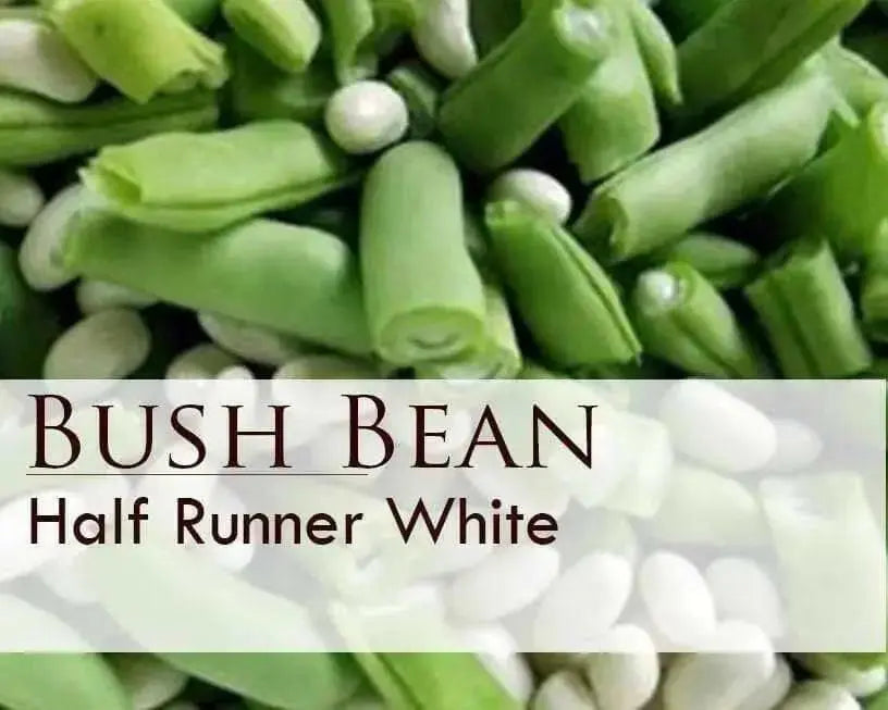 White Half Runner Bean Seeds. Pole or a bush bean - Caribbean garden seed