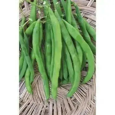 White Half Runner Bean Seeds. Pole or a bush bean - Caribbean garden seed