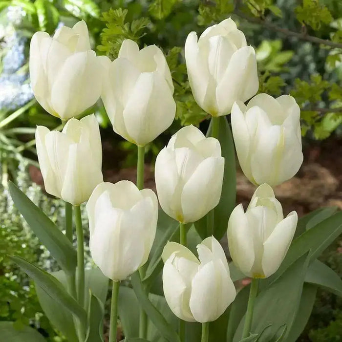 White Emperor 'Tulip Bulbs-12/+cm, Spring flowers - Caribbean garden seed