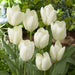 White Emperor 'Tulip Bulbs-12/+cm, Spring flowers - Caribbean garden seed