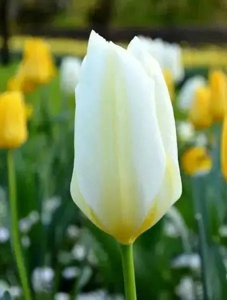 White Emperor 'Tulip Bulbs-12/+cm, Spring flowers - Caribbean garden seed