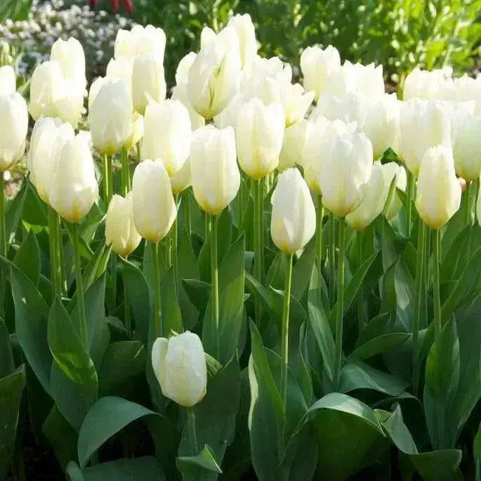 White Emperor 'Tulip Bulbs-12/+cm, Spring flowers - Caribbean garden seed