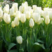 White Emperor 'Tulip Bulbs-12/+cm, Spring flowers - Caribbean garden seed