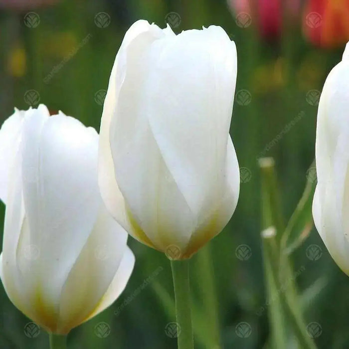 White Emperor 'Tulip Bulbs-12/+cm, Spring flowers - Caribbean garden seed