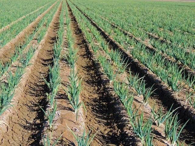 White Bunching Onion SEEDS, - Asian Vegetables - Caribbean garden seed