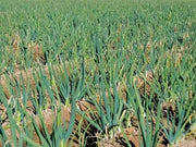 White Bunching Onion SEEDS, - Asian Vegetables - Caribbean garden seed
