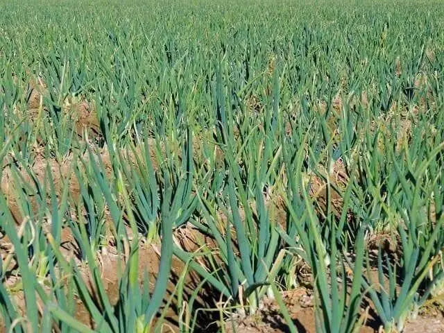 White Bunching Onion SEEDS, - Asian Vegetables - Caribbean garden seed