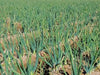 White Bunching Onion SEEDS, - Asian Vegetables - Caribbean garden seed