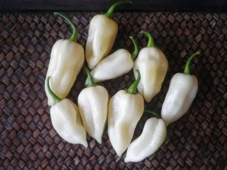 White Ghost PEPPER SEEDS, Capsicum chinense,Bhut Jolokia - Caribbean garden seed