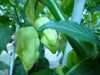 White Ghost PEPPER SEEDS, Capsicum chinense,Bhut Jolokia - Caribbean garden seed