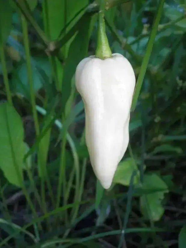 White Ghost PEPPER SEEDS, Capsicum chinense,Bhut Jolokia - Caribbean garden seed