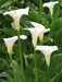 WHITE GIANT' CALLA LILLY  BULBS - Caribbean garden seed