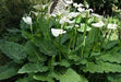 WHITE GIANT' CALLA LILLY  BULBS - Caribbean garden seed