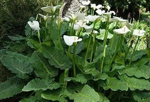 WHITE GIANT' CALLA LILLY  BULBS - Caribbean garden seed