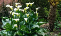 WHITE GIANT' CALLA LILLY  BULBS - Caribbean garden seed