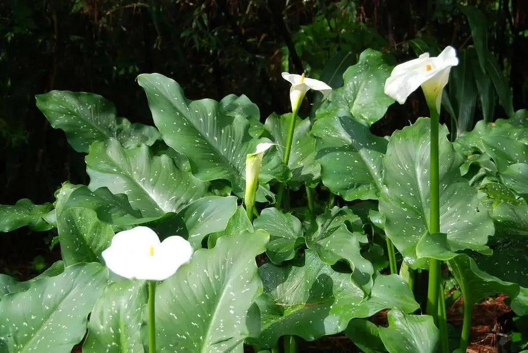 WHITE GIANT' CALLA LILLY  BULBS - Caribbean garden seed